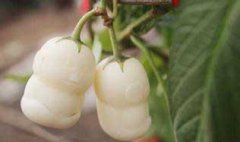 栽培人參果的整地施肥、定植與追肥和澆水問題