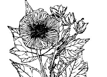 木芙蓉花的作用 木芙蓉的功效與作用