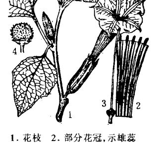 洋金花的醫(yī)療作用 洋金花的功效與作用