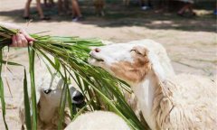 玉米秸稈可直接飼喂畜禽嗎？玉米秸稈如何發(fā)酵