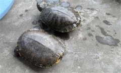 甲魚和王八一樣嗎？甲魚的生長周期是多少天
