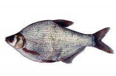 武昌魚(yú)的生活習(xí)性和養(yǎng)殖條件，魚(yú)種如何培育