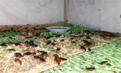 土鱉蟲的養(yǎng)殖方法 幼蟲飼養(yǎng)與溫度、濕度管理等