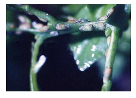 柑橘種植方法