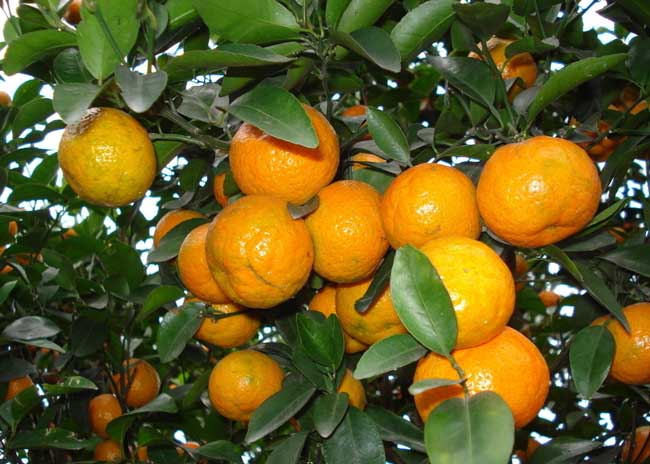 其他果樹種植技術(shù)