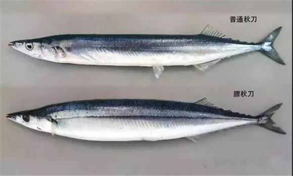 秋刀魚