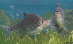 鳊魚在魚塘能自行繁殖嗎？鳊魚養(yǎng)殖要喂什么
