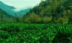 祁門紅茶的產(chǎn)地是哪里？祁門紅茶的沖泡方法