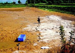 怎樣用生石灰、漂白粉、茶枯和巴豆給魚塘消毒