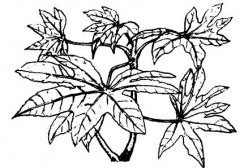 怎樣養(yǎng)護(hù)八角金盤(pán)？
