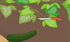 早春西葫蘆如何栽培？早春西葫蘆種植技術(shù)要點(diǎn)