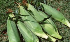 糯玉米如何進(jìn)行水肥管理？糯玉米種植技術(shù)要點(diǎn)