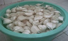大蒜如何播種？大蒜種植技術(shù)與田間管理方法