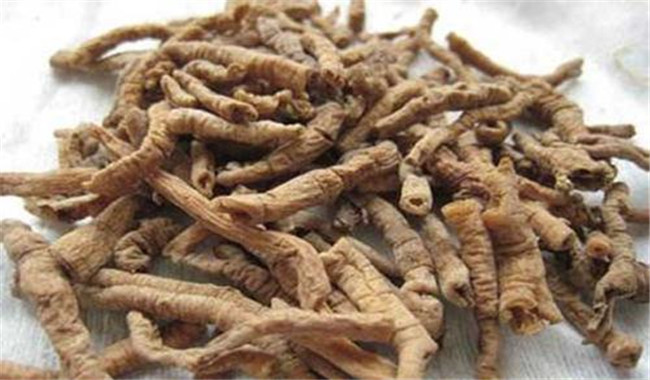 遠(yuǎn)志的用法、用量與禁忌