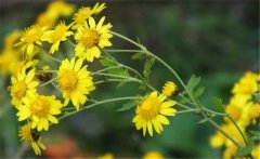 野菊花史話，介紹幾個野菊花的消腫養(yǎng)顏妙方