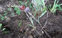 川貝母產(chǎn)地是哪里？川貝母的用法、用量與禁忌