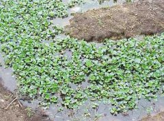 水溫、ph值對鱔魚養(yǎng)殖的影響