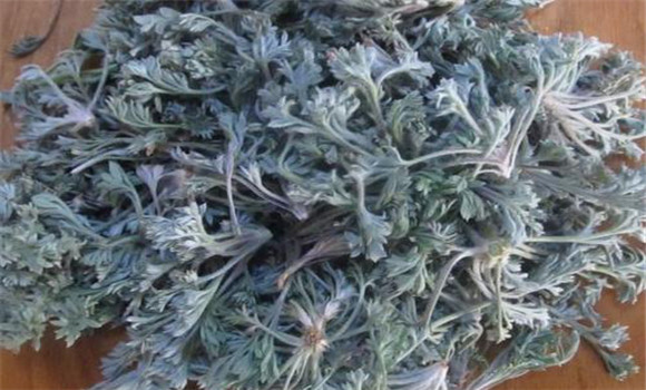 茵陳用法、用量與禁忌
