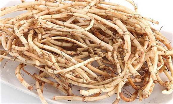 魚腥草的用法、用量與禁忌