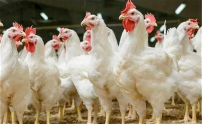 肉雞公、母雞生長速度不同