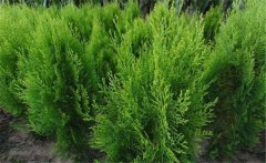 側(cè)柏樹簡介 側(cè)柏樹的生態(tài)習(xí)性與種類、分布
