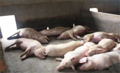豬黃脂病的病因有哪些？豬黃脂病如何預(yù)防？