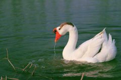 冬季如何高效養(yǎng)鵝，新手冬季養(yǎng)鵝需要注意什么