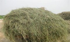 優(yōu)質(zhì)青干草應(yīng)具備哪些條件，如何評(píng)定其質(zhì)量