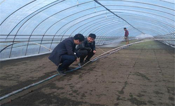 大棚番茄、水稻栽培模式的收益情況
