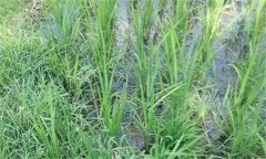 直播稻田化學(xué)除草要重抓播后苗前的封閉處理