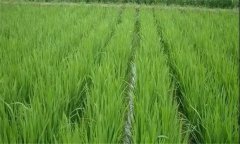 水稻遭遇高溫?zé)岷υ趺崔k，有何補(bǔ)救技術(shù)措施？