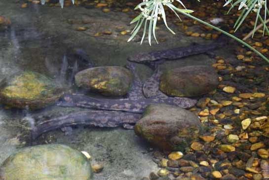娃娃魚(yú)養(yǎng)殖的日常管理注意事項(xiàng)