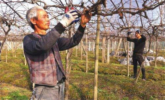 葡萄修剪時留枝的主要技巧與技術(shù)要點(diǎn)