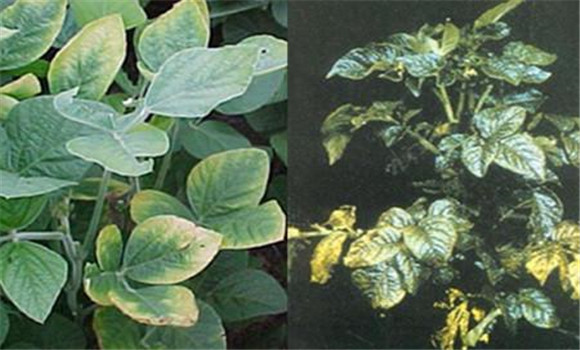 如何判斷植物缺少氮、磷、鉀元素