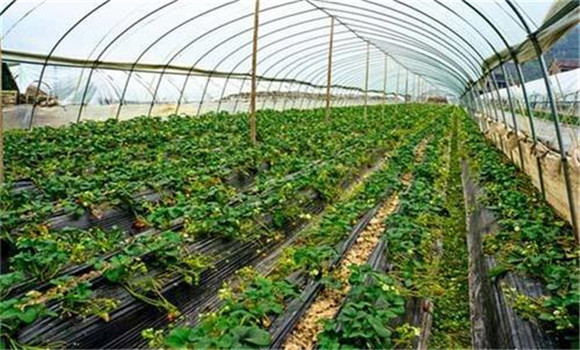 大棚要控制適宜的溫、濕度