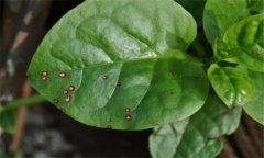 木耳菜的常見(jiàn)病蟲(chóng)害有哪些？怎么防治？