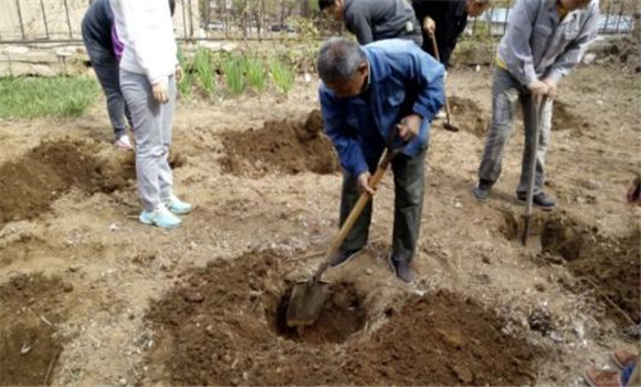 挖定植穴、施足底肥
