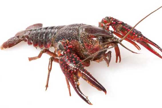 淡水小龍蝦與肉食性魚(yú)類(lèi)混養(yǎng)管理