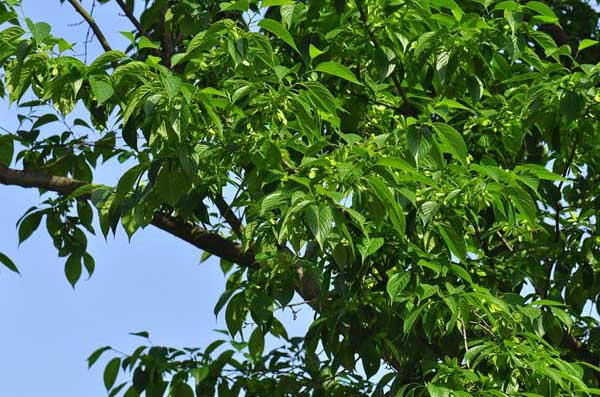 杜仲的種植技術 杜仲種植