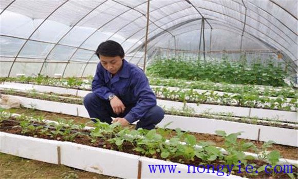 大棚番茄品種應(yīng)耐低溫、早熟