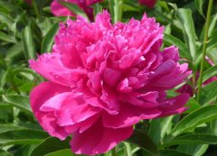 芍藥花的花語(yǔ)是什么？
