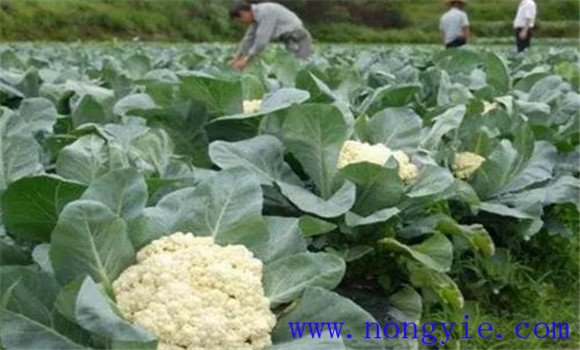 花椰菜的施肥技術(shù)要點