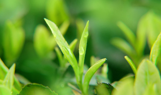 茶樹(shù)栽培技術(shù)