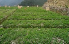 種植元胡如何進(jìn)行田間管理