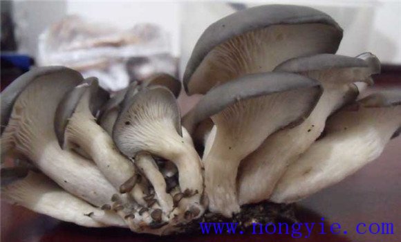 平菇生長對(duì)水分環(huán)境的要求
