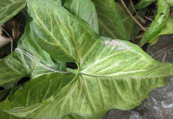 萬(wàn)年青種植方法