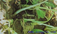 油菜軟腐病危害癥狀、病原 油菜軟腐病如何防治