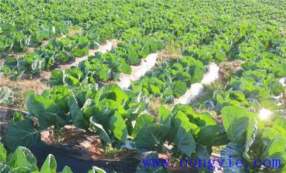 抱子甘藍(lán)種植時間及其栽培方式