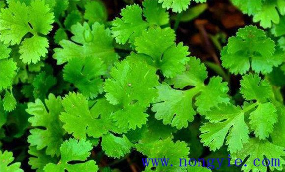 怎樣種芫荽，種芫荽的方法