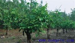 核桃樹高接換頭幾月份好，應(yīng)注意哪些事項(xiàng)？